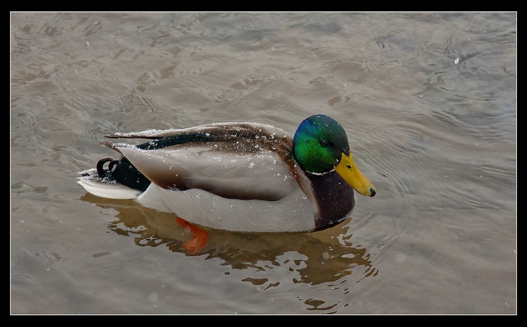 Wetterzentrale Forum :: Bilder und Videos :: Schneeschauer ...